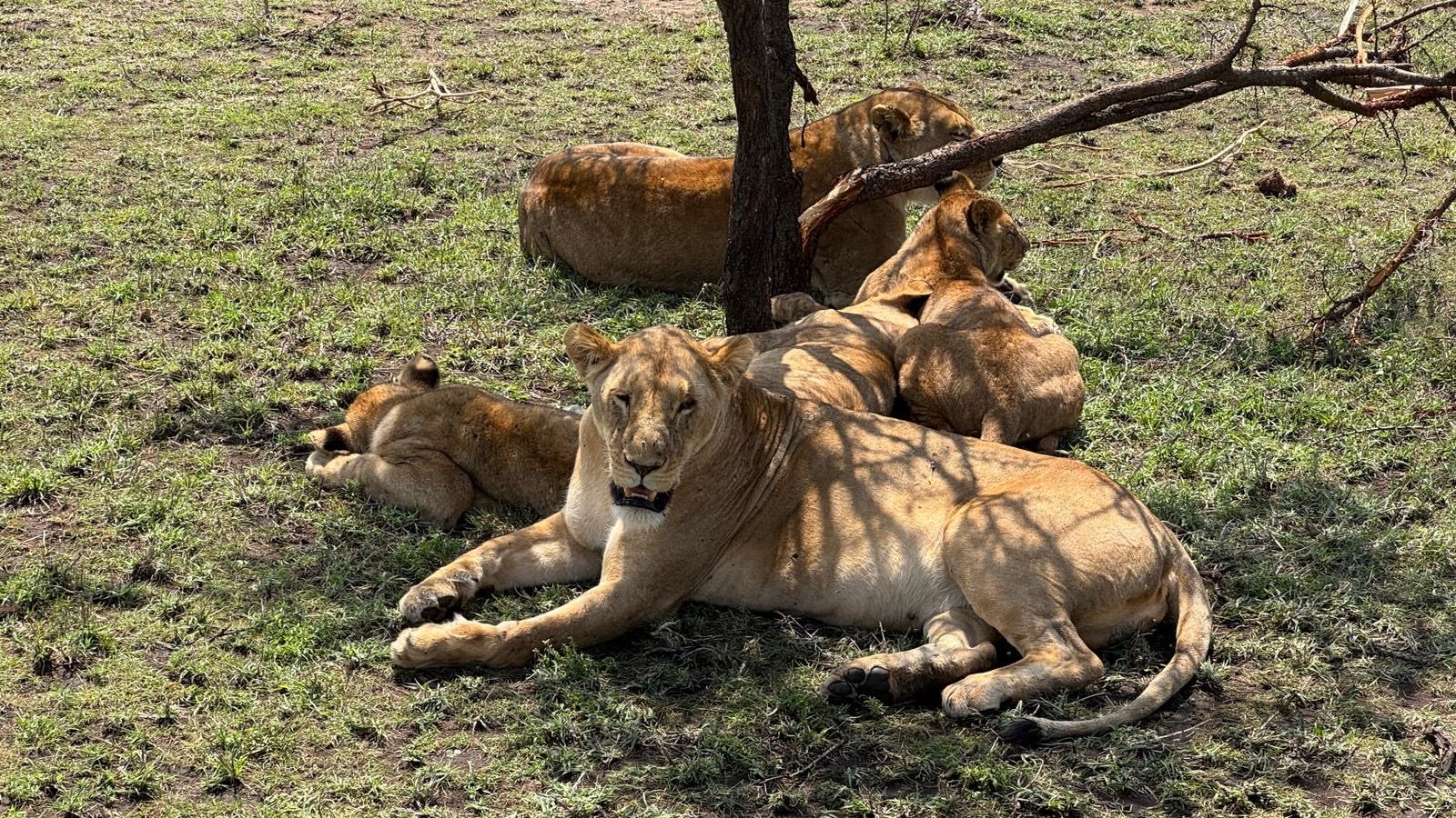 Safari photograph from Tanzania