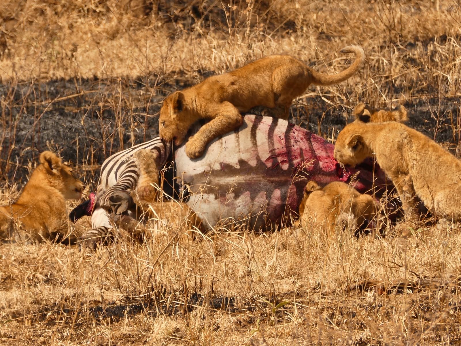 8-Day Migration Safari to Mara River