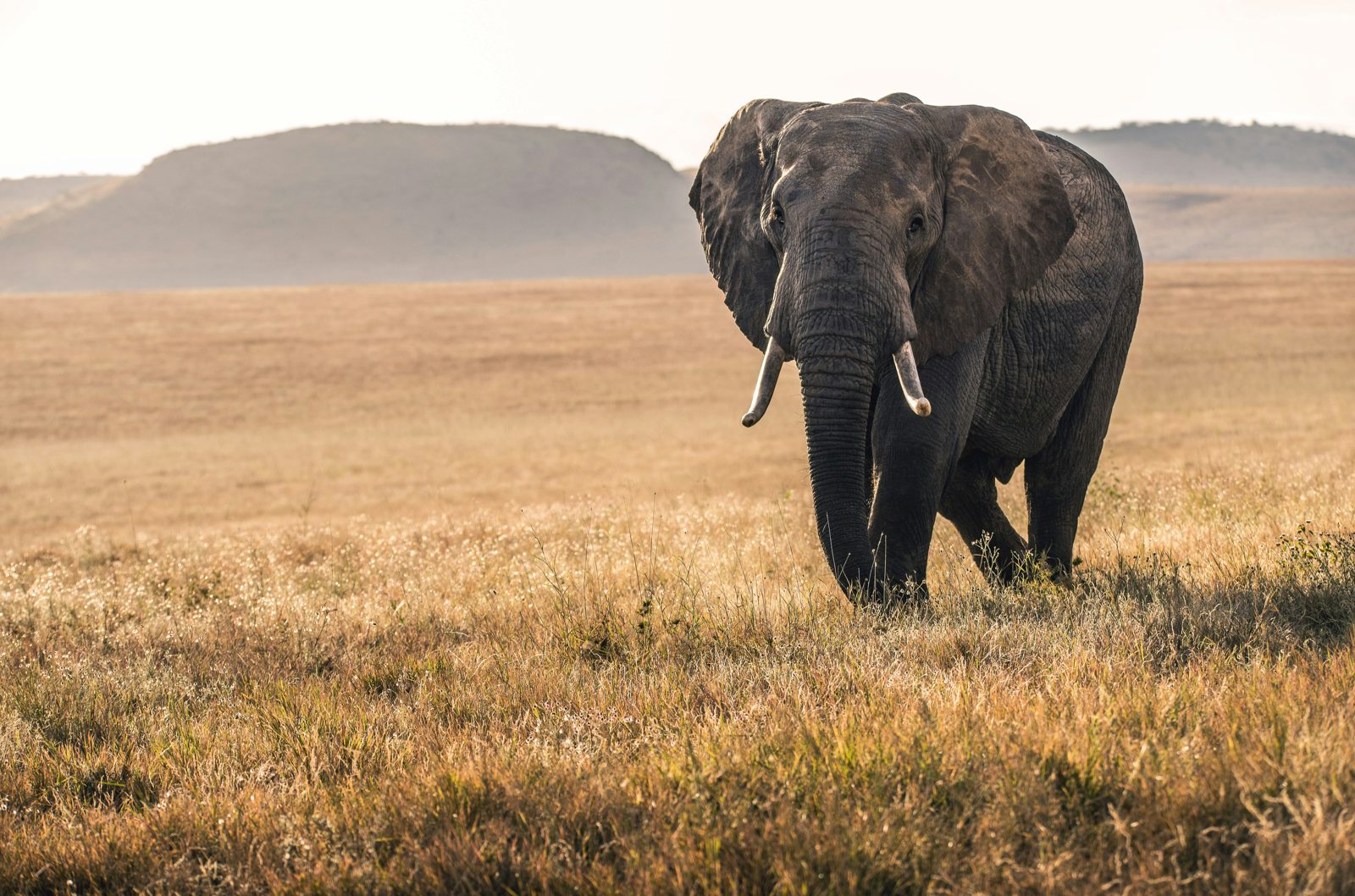 Safari photograph from Tanzania