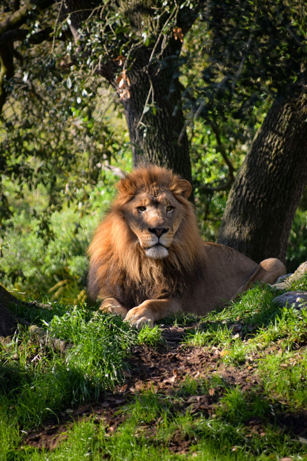 Safari photograph from Tanzania