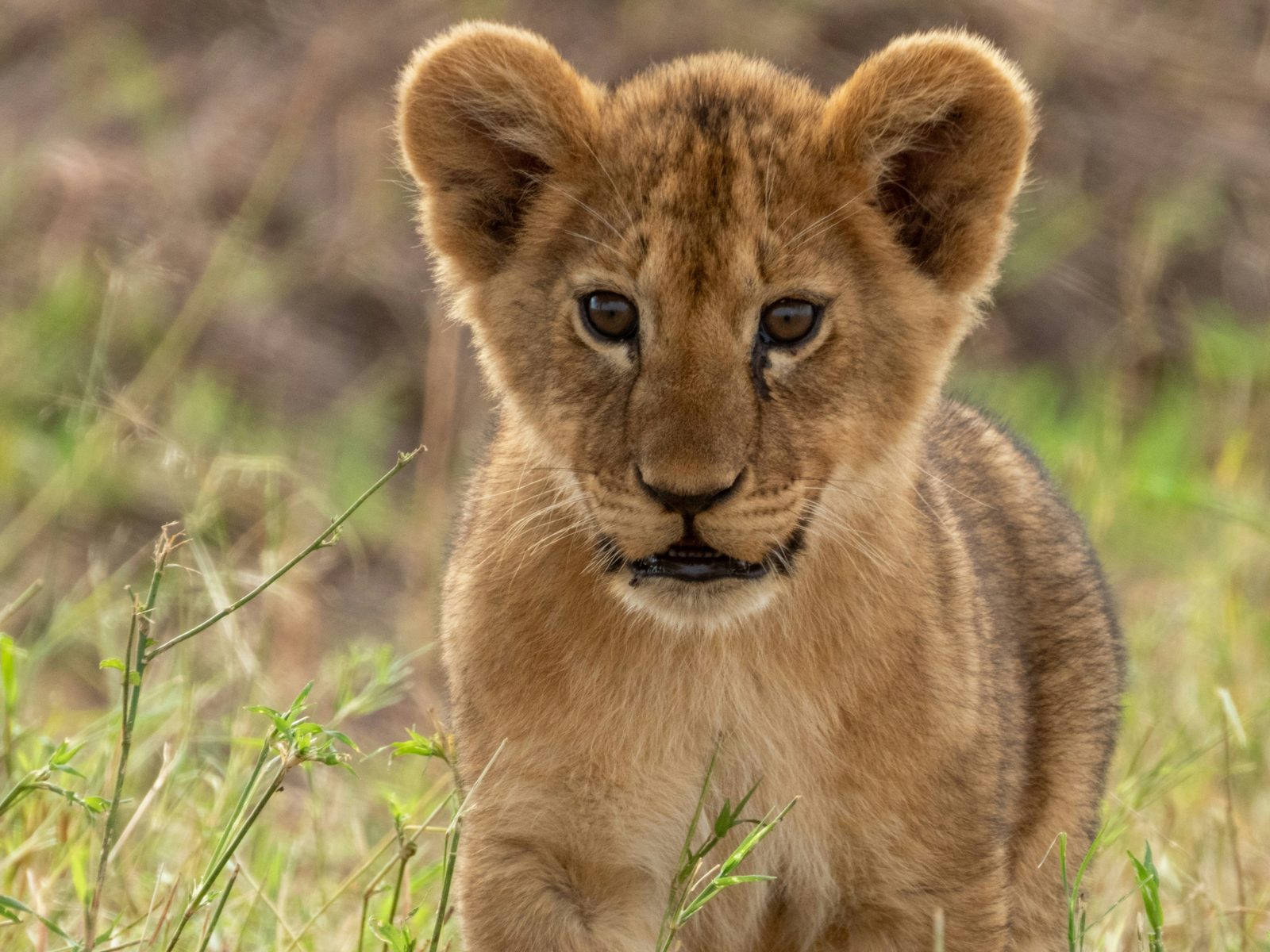 Serval Wildlife Sanctuary