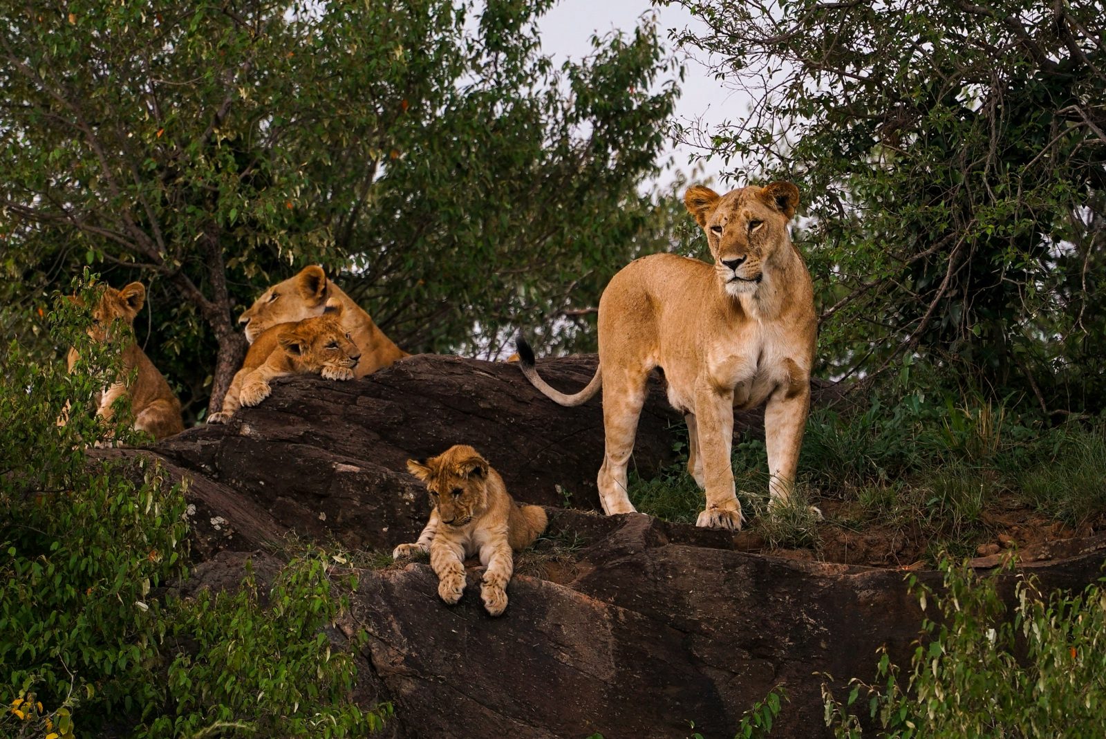 Safari photograph from Tanzania