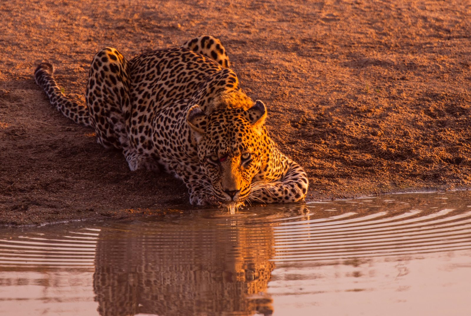 5-Day Fly-In Migration Crossing Safari