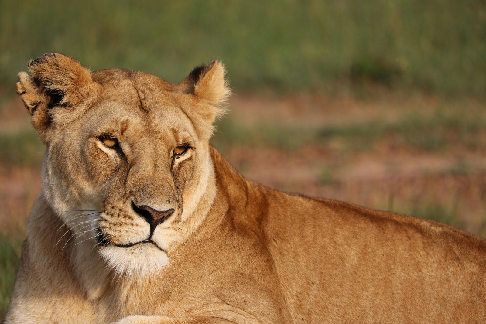 Safari photograph from Tanzania