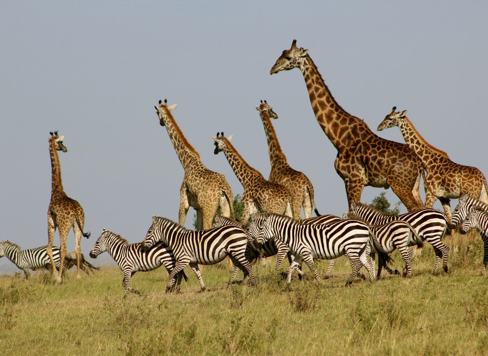 Kili Golf Kaskaz (Dolly Wildlife Estate)