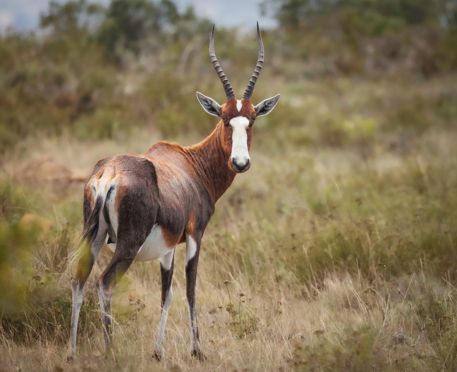 Safari photograph from Tanzania