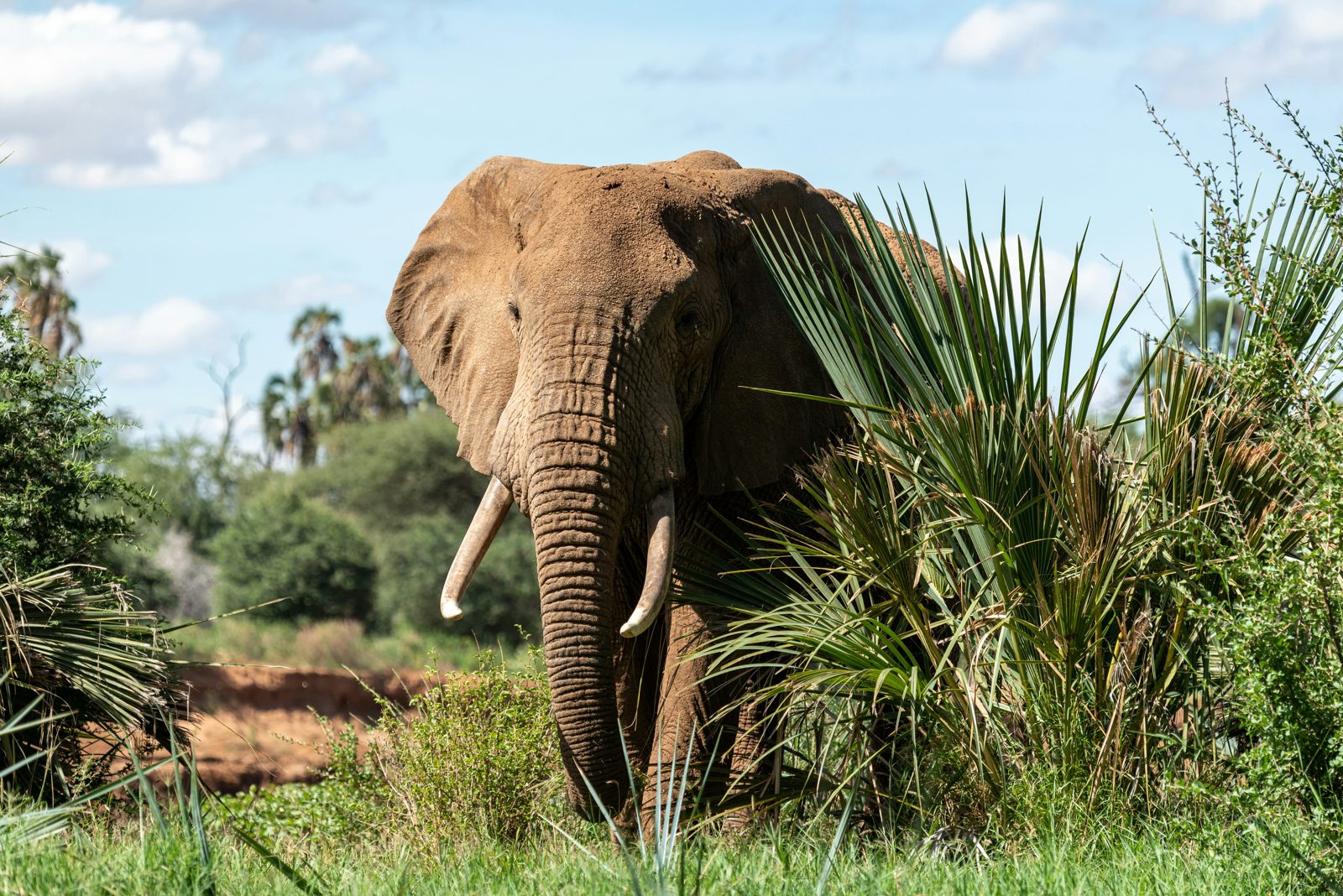 4-Day Classic Safari