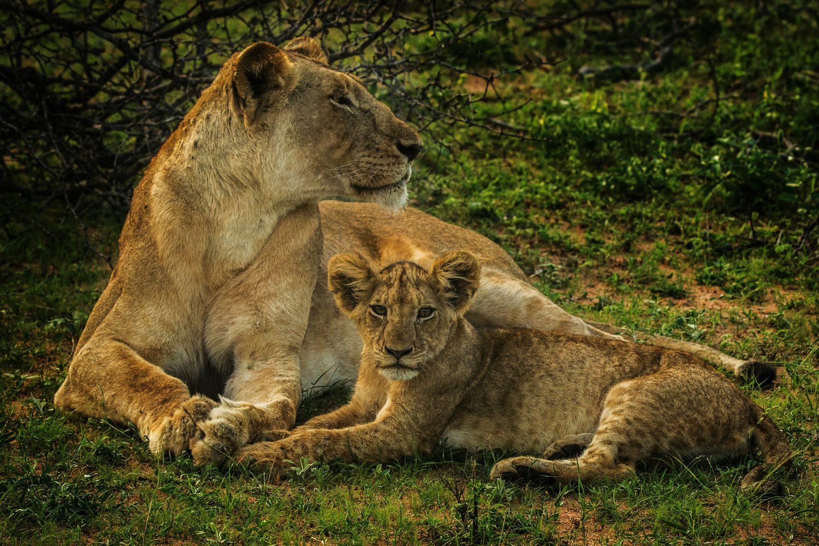 Southern Serengeti / Ndutu Plains