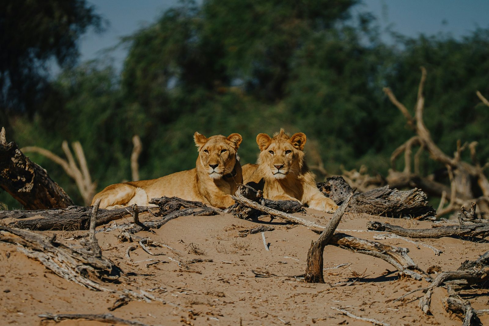 Serengeti Calving Season: The Ndutu Plains Guide