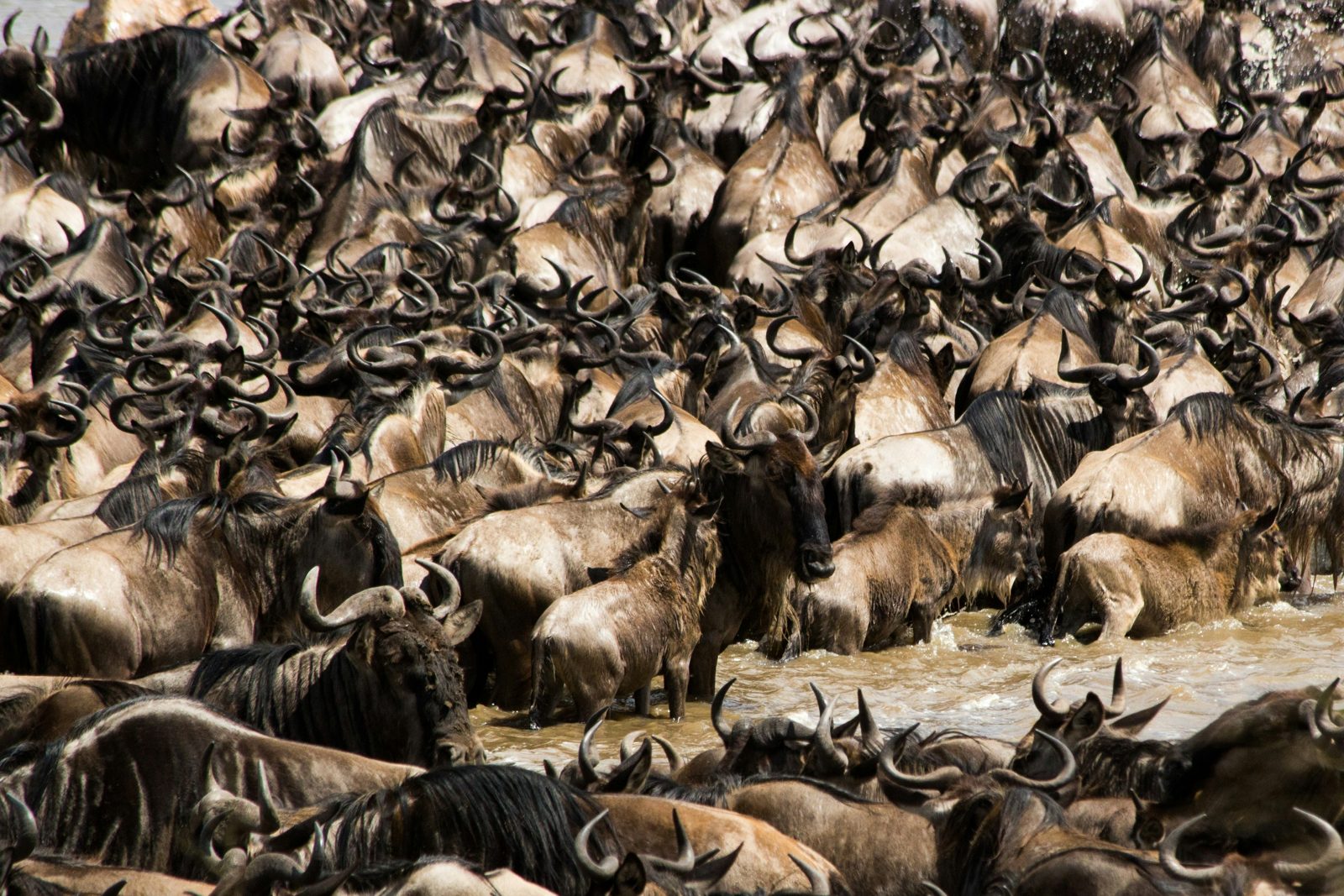5-Day Mara River Crossing Safari
