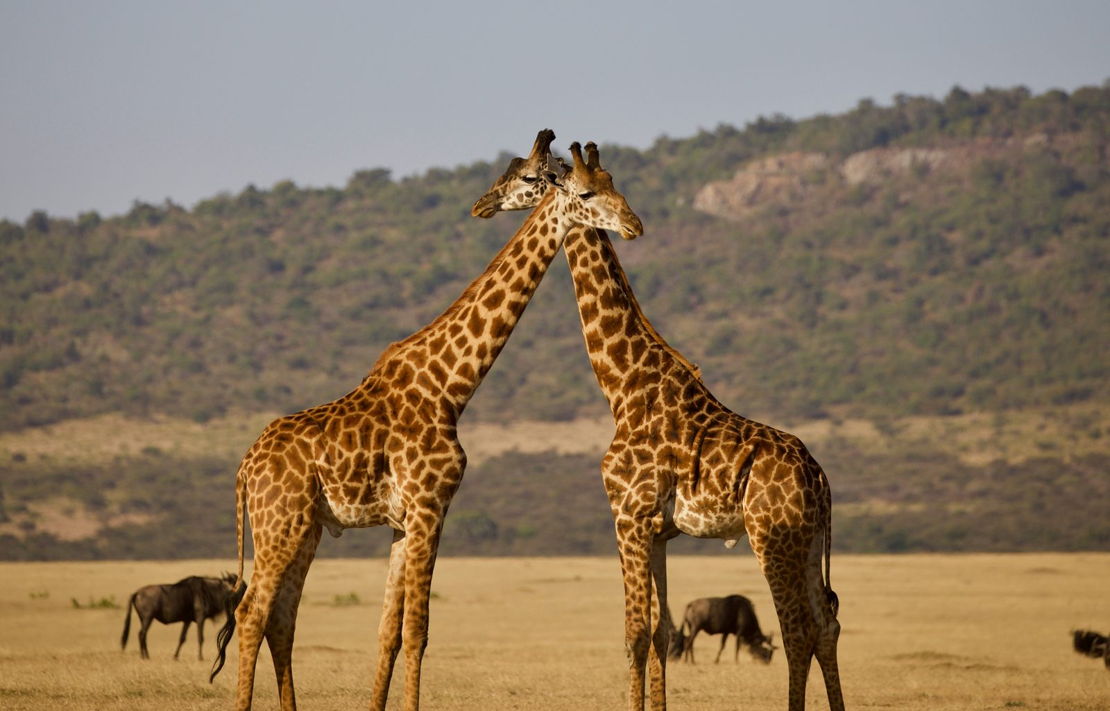 3-Day Classic Safari