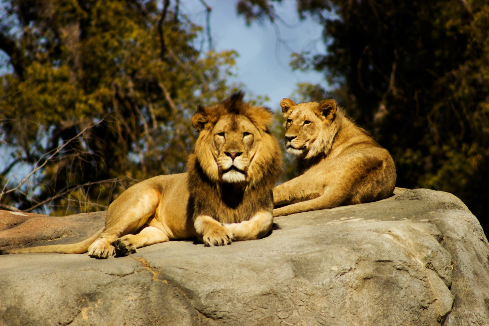 Safari photograph from Tanzania