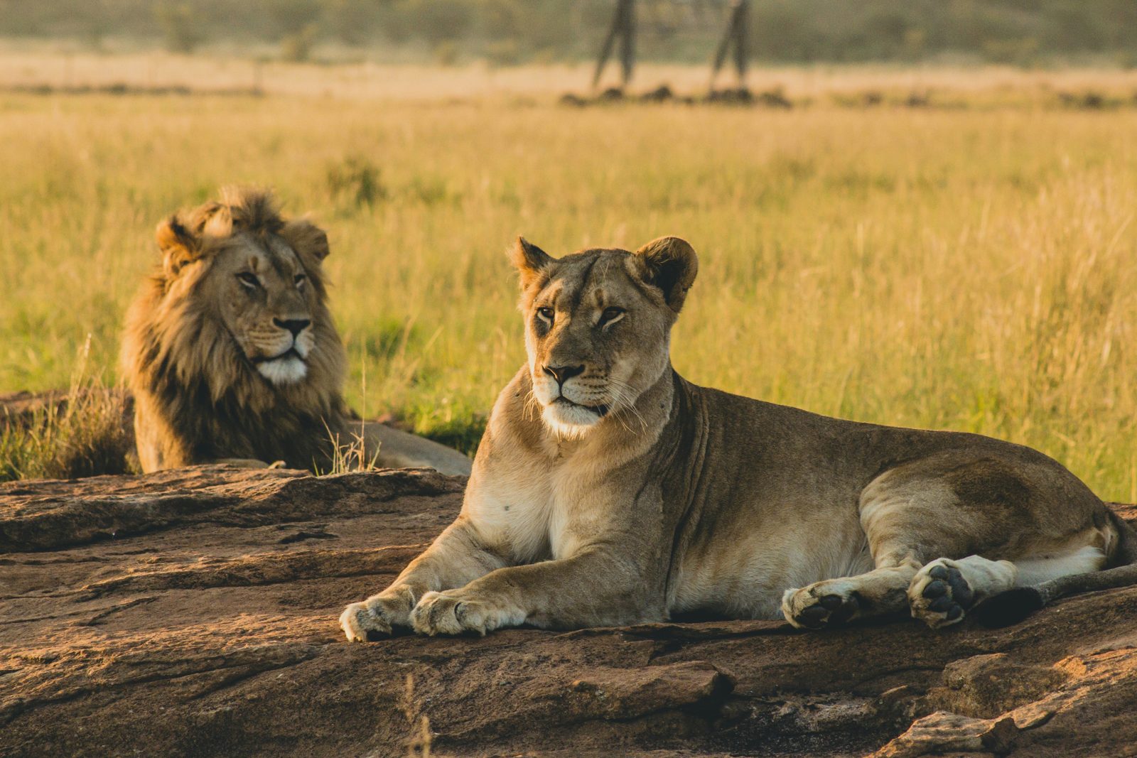 6-Day Classic Safari (With Serengeti)