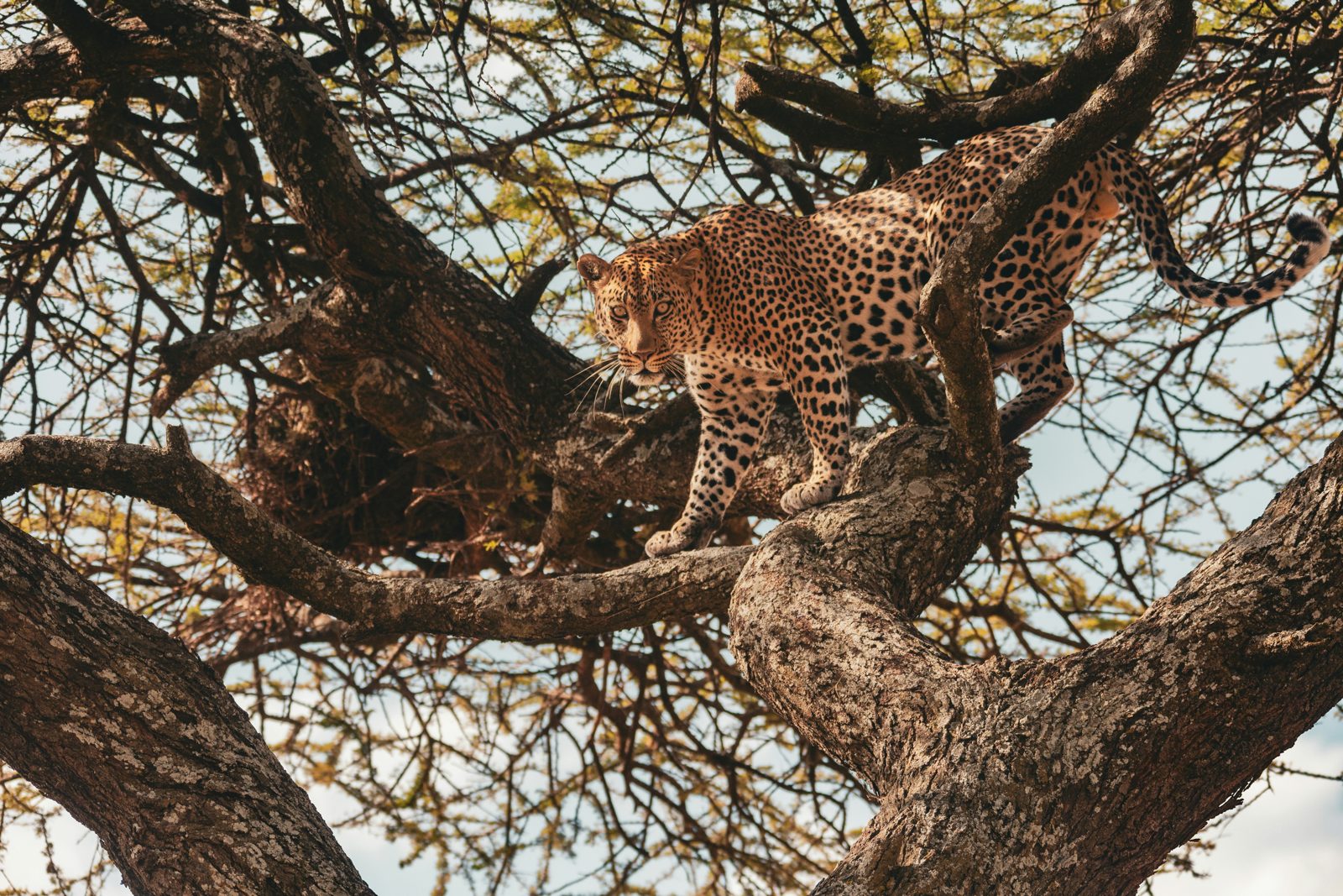 Lake Manyara & Rift Valley Cultural Belt