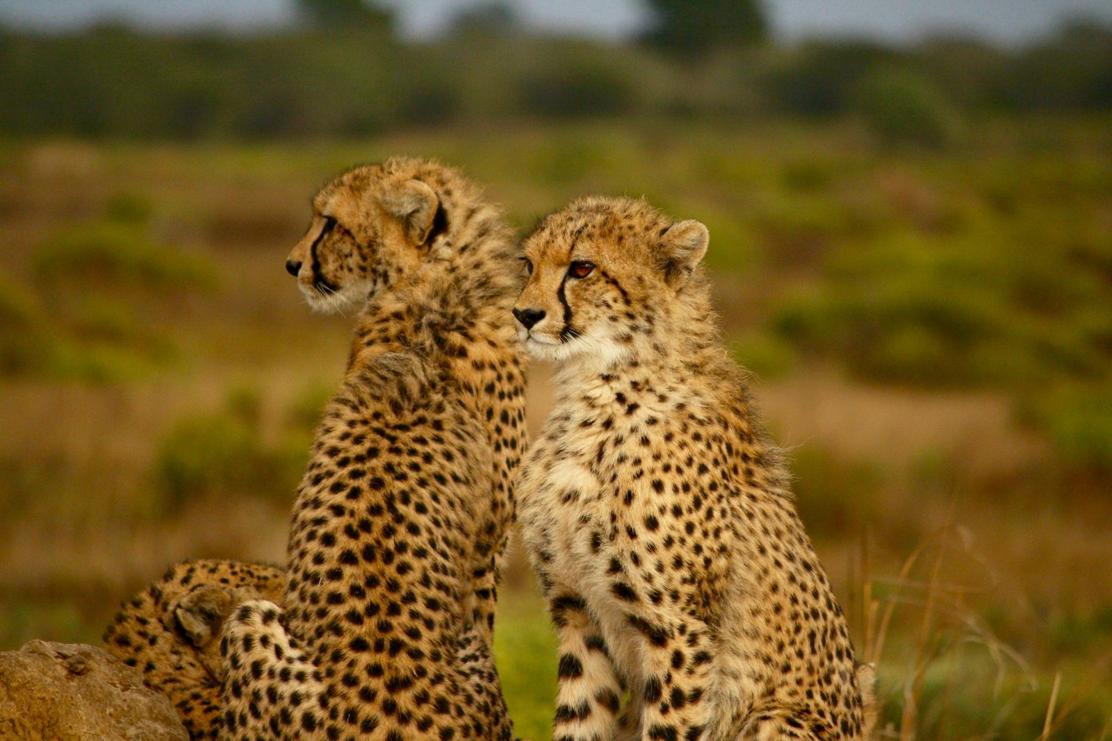 Safari photograph from Tanzania