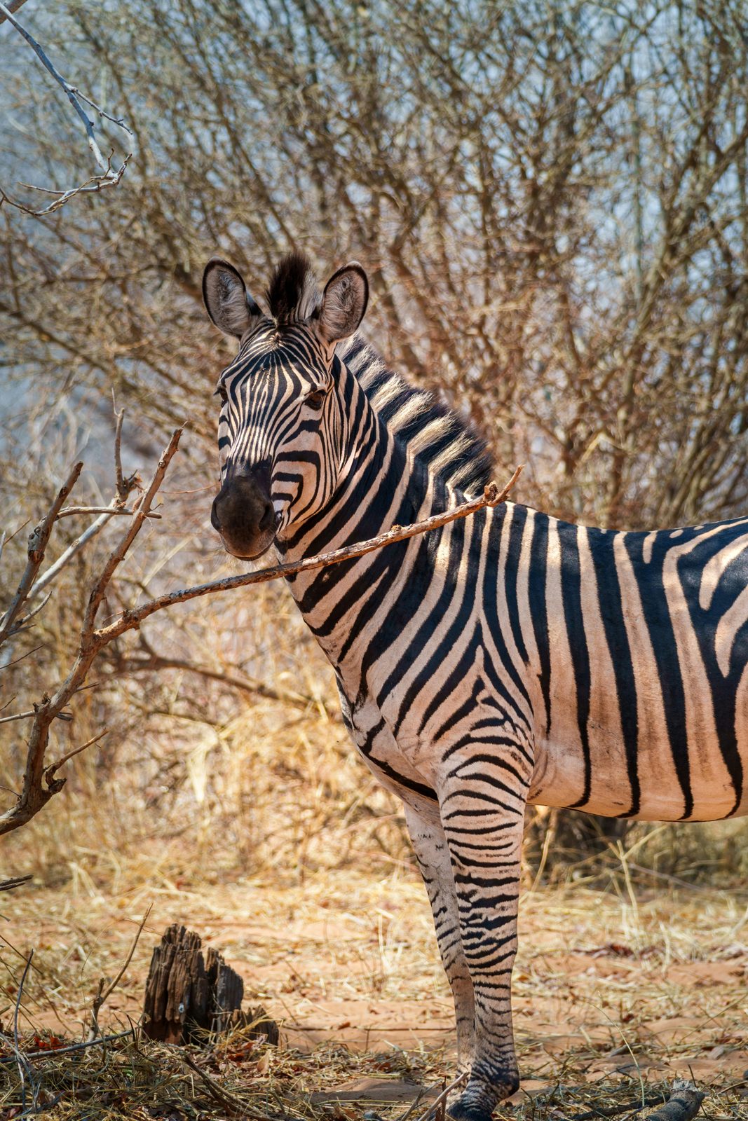 Safari photograph from Tanzania