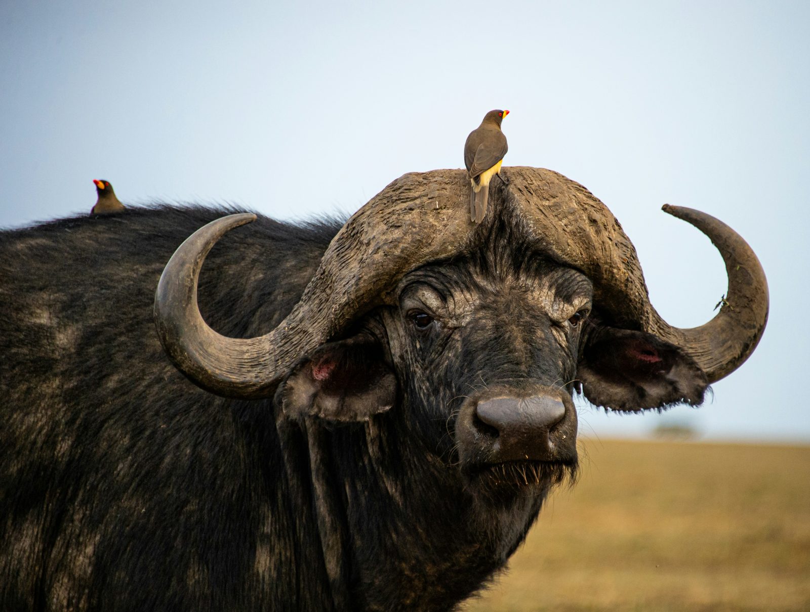 5-Day Natural Zoo & Wildlife Adventure