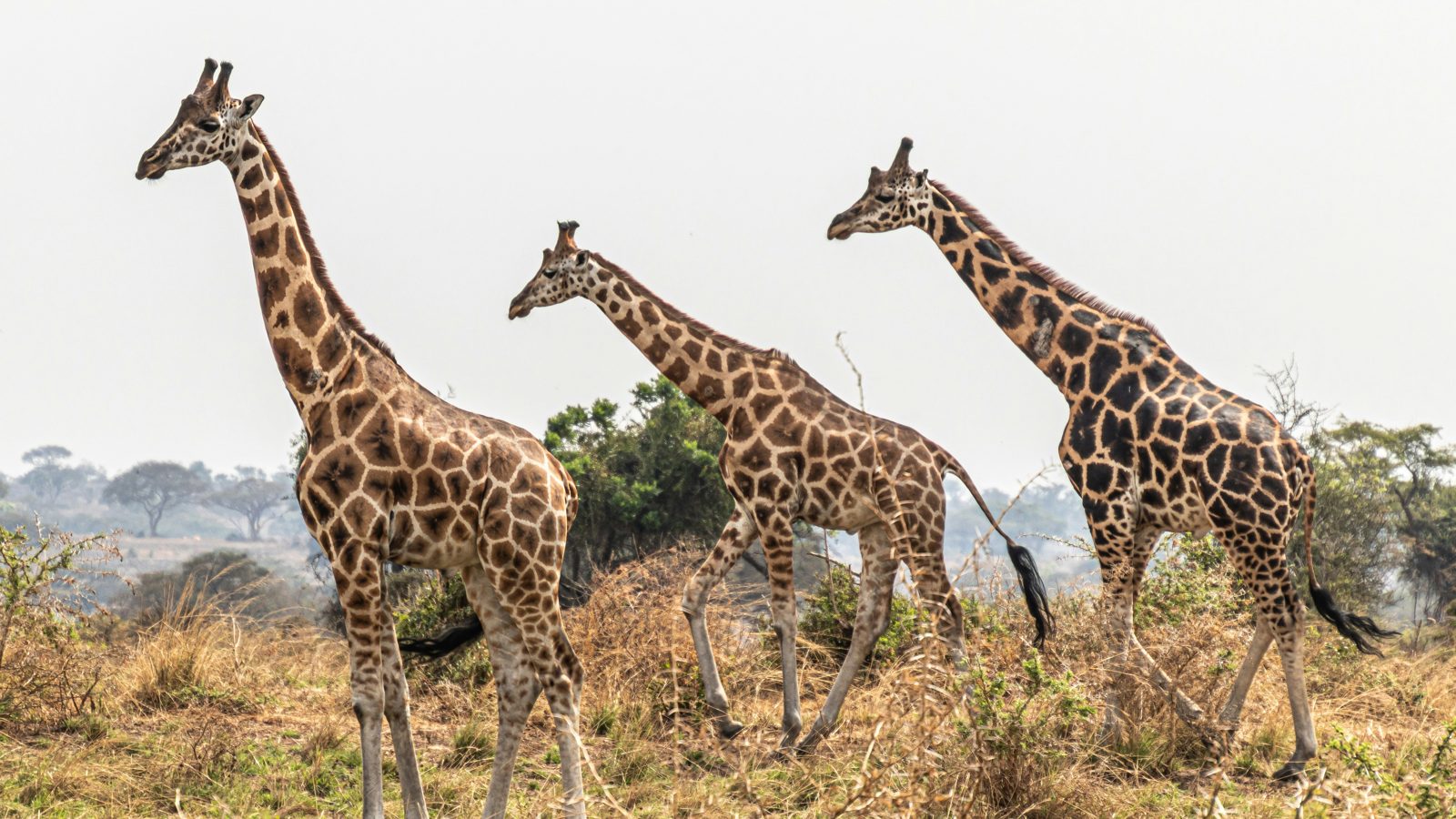 Arusha Region (Safari Gateway)
