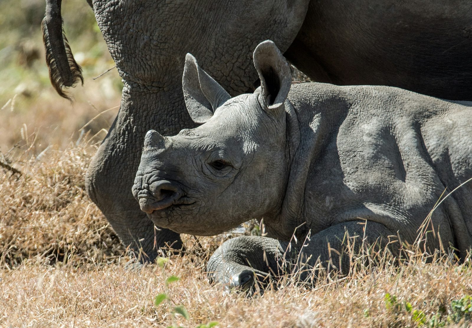 Safari photograph from Tanzania