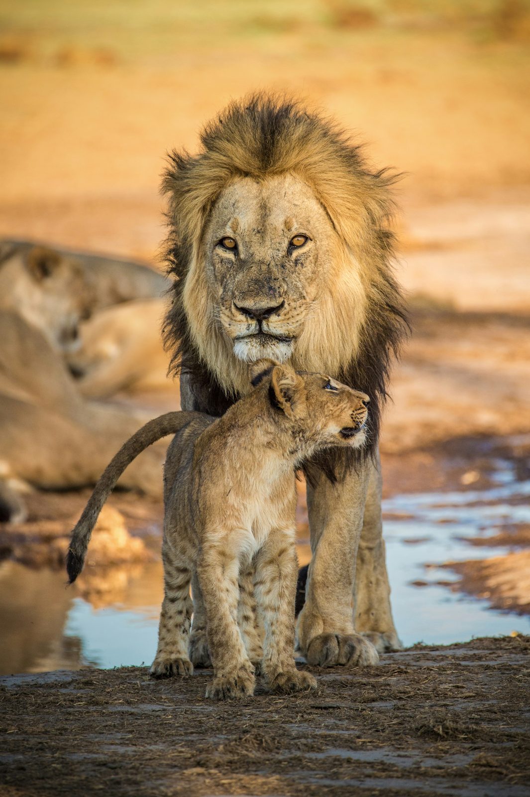 Safari photograph from Tanzania