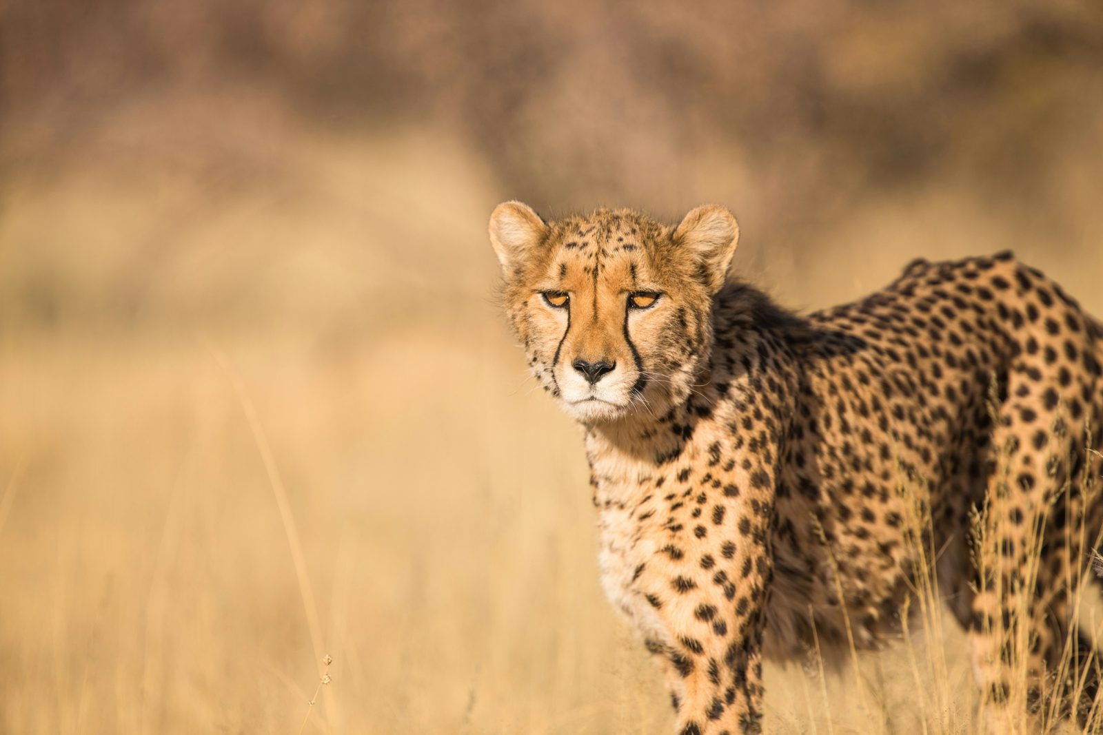 Safari photograph from Tanzania