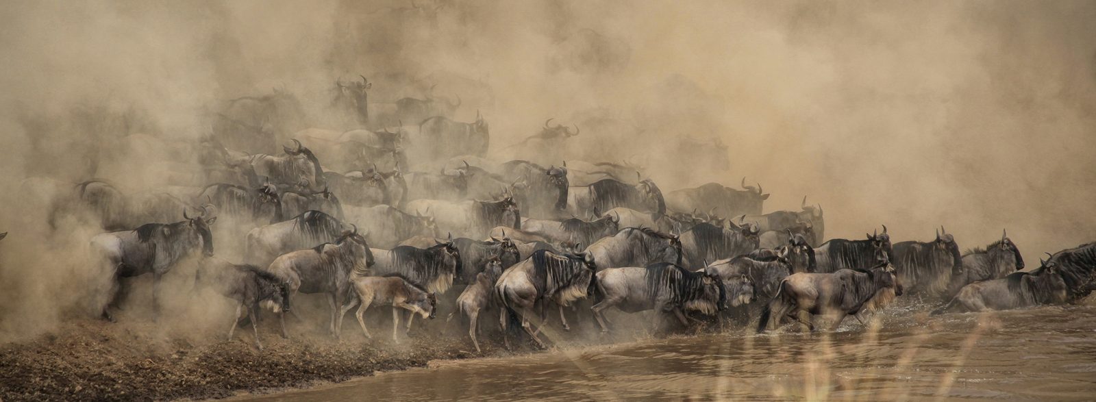 5-Day Great Calving Safari
