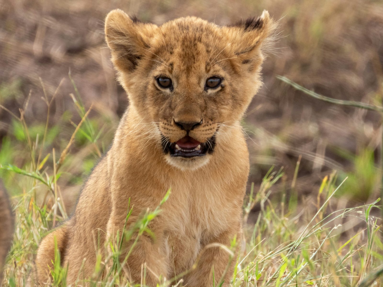 Safari photograph from Tanzania