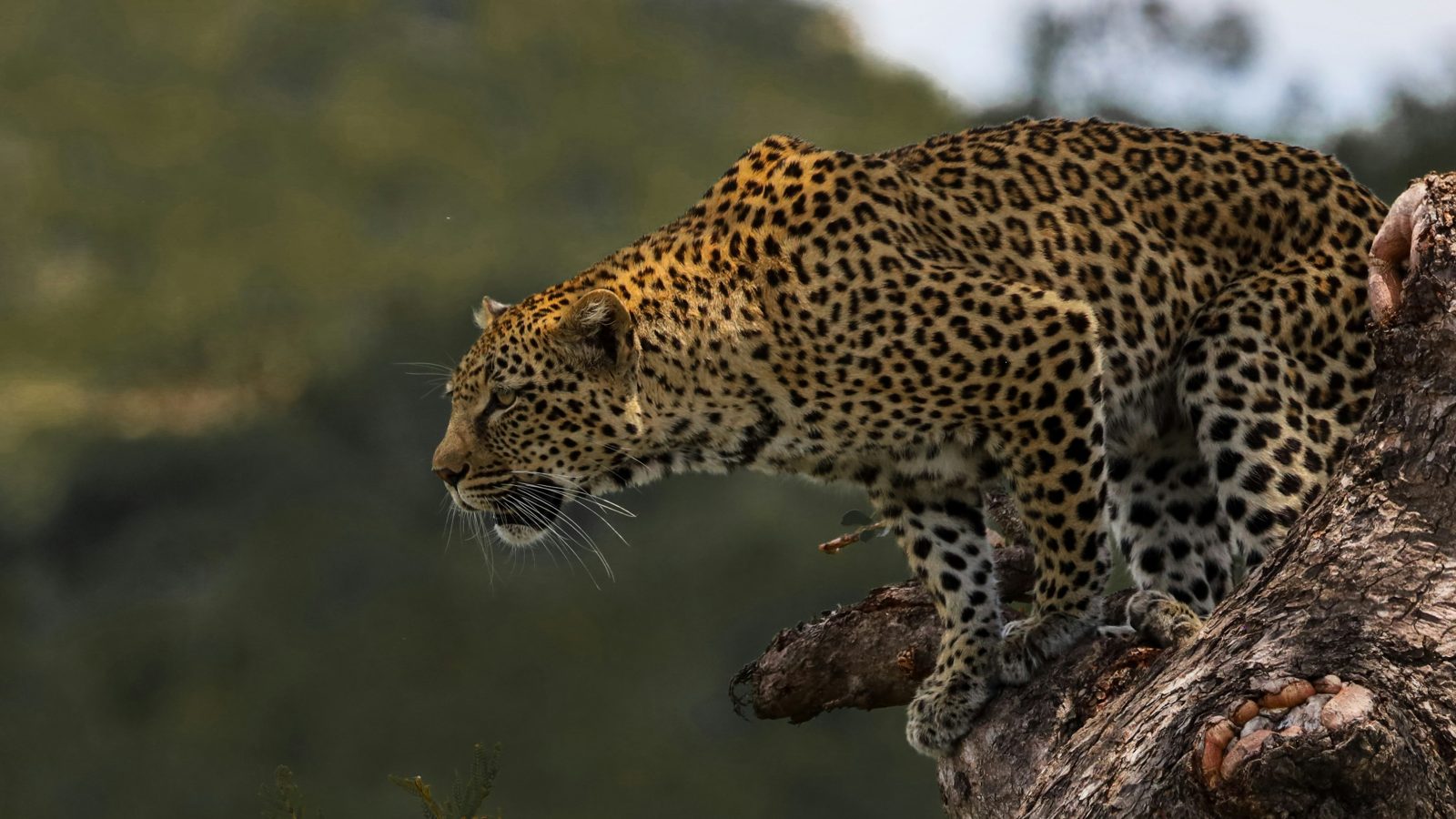 7-Day Classic Safari with Serengeti