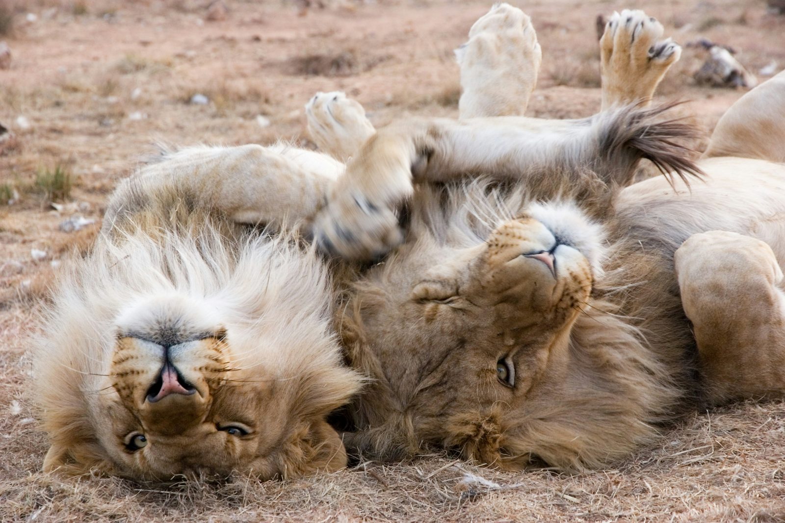 Safari photograph from Tanzania