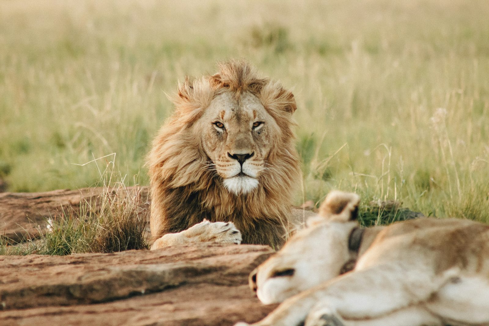 5-Day Classic Safari with Serengeti