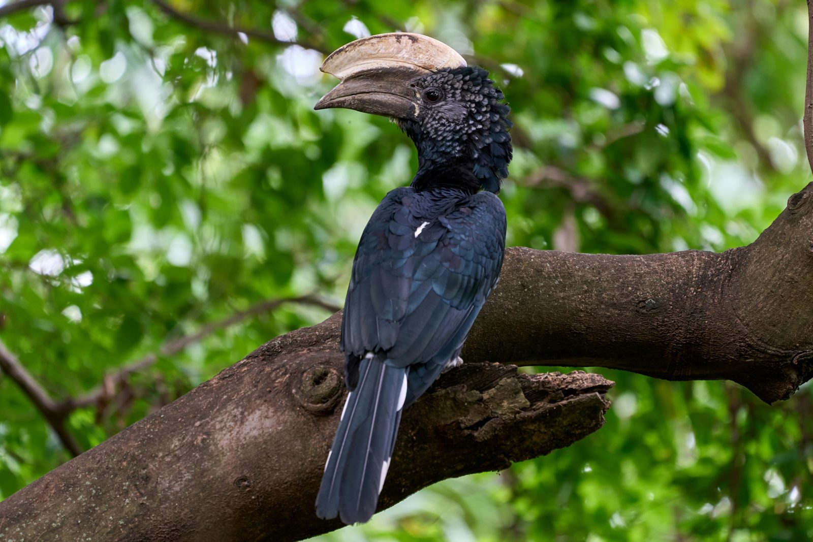 Safari photograph from Tanzania