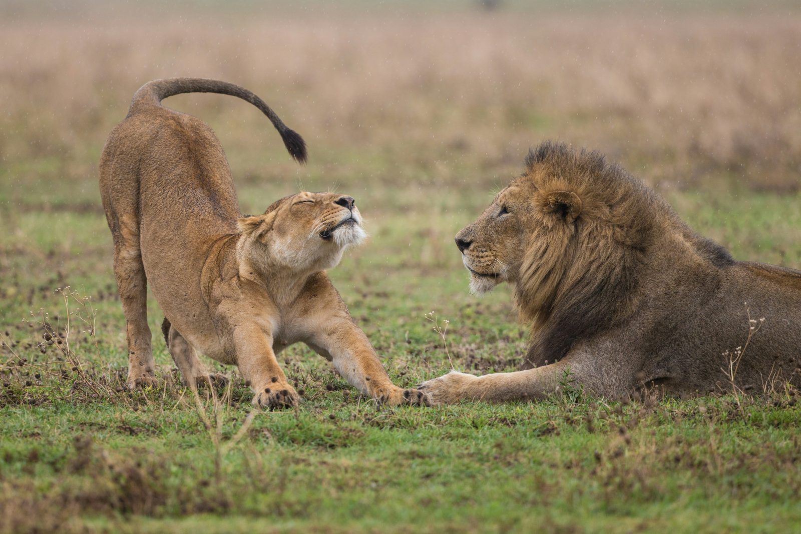 Safari photograph from Tanzania