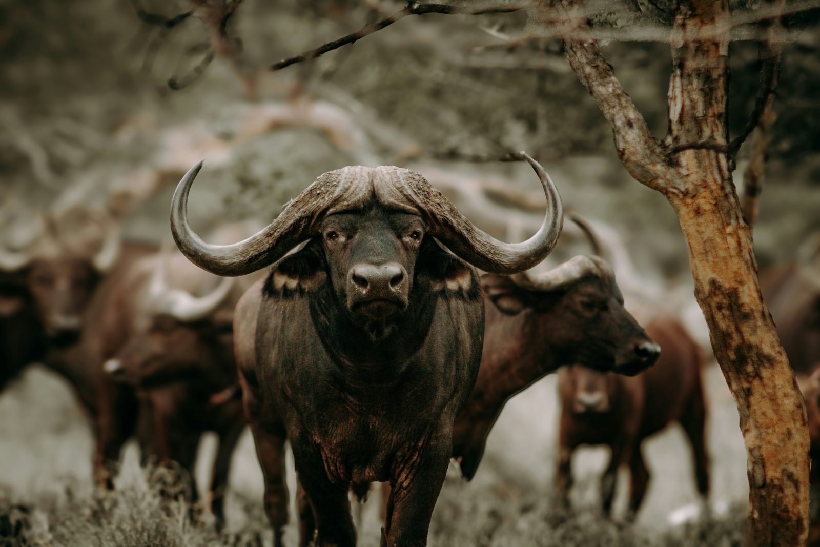Southern Tanzania Is Rising - Should You Consider Nyerere & Mikumi Instead of Serengeti?