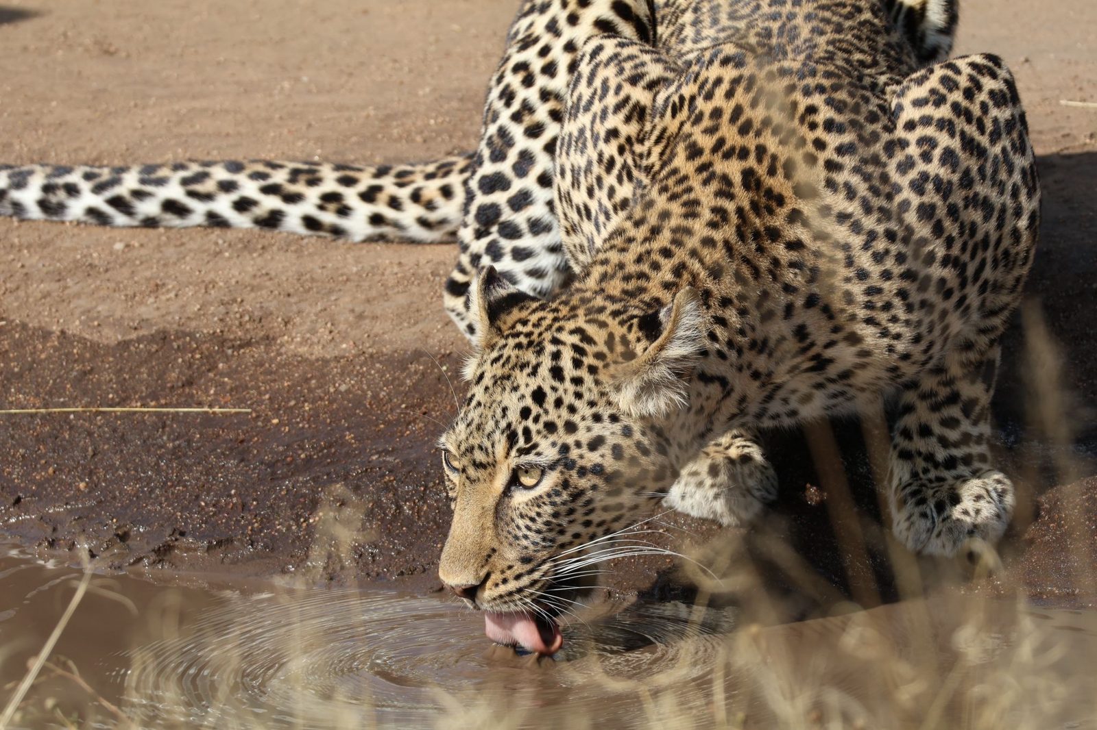 8-Day Classic Safari with Serengeti