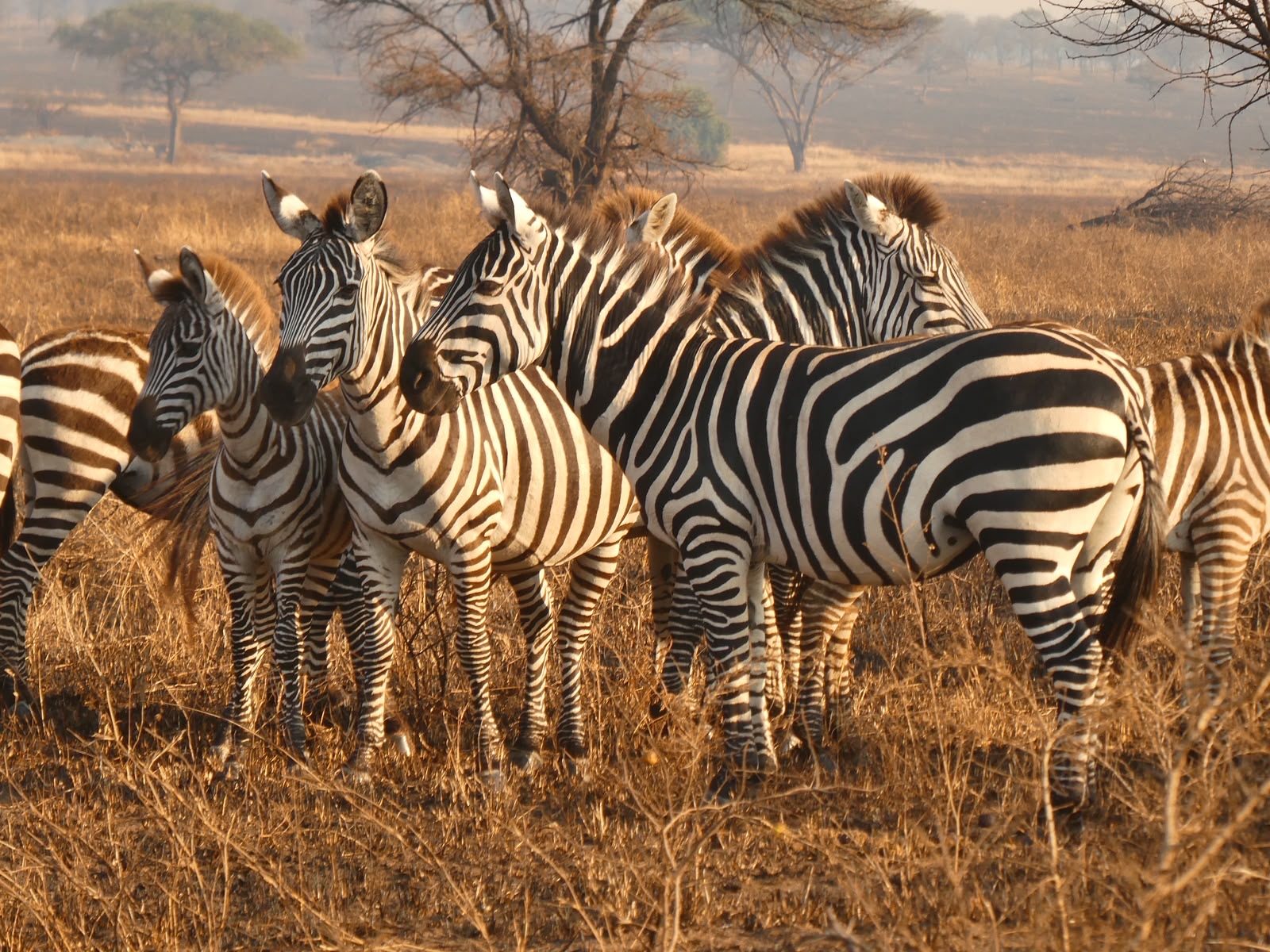 Safari photograph from Tanzania